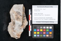 Foto (Objekt + Etikett) von Plantae indet.  (NHMW-GEO-2024-0188-10175)